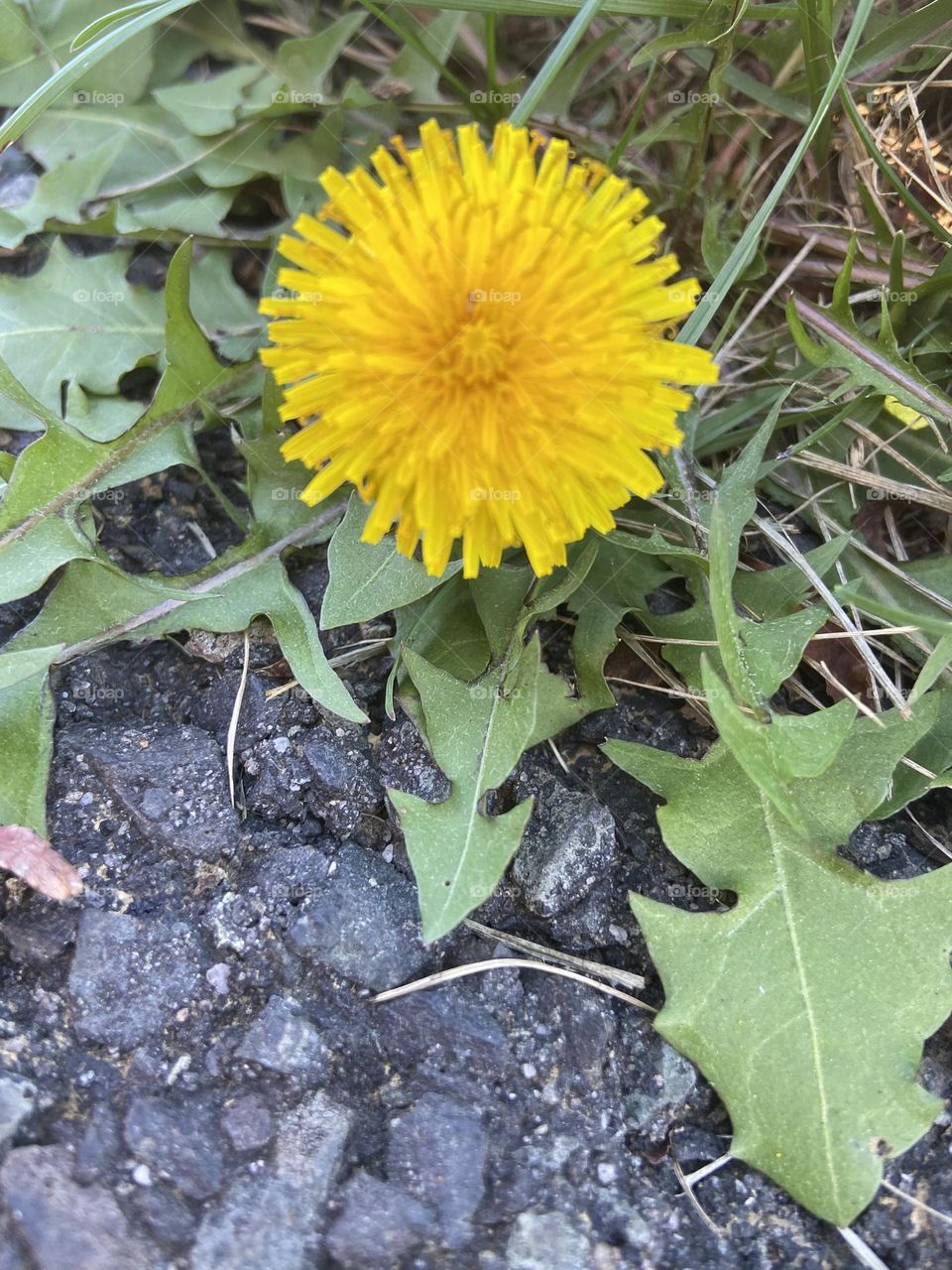 A yellow dandelion I saw on a lunchtime walk around the path in the industrial park where I work. Some people think they are weeds, but I think they are a beautiful pop of color.