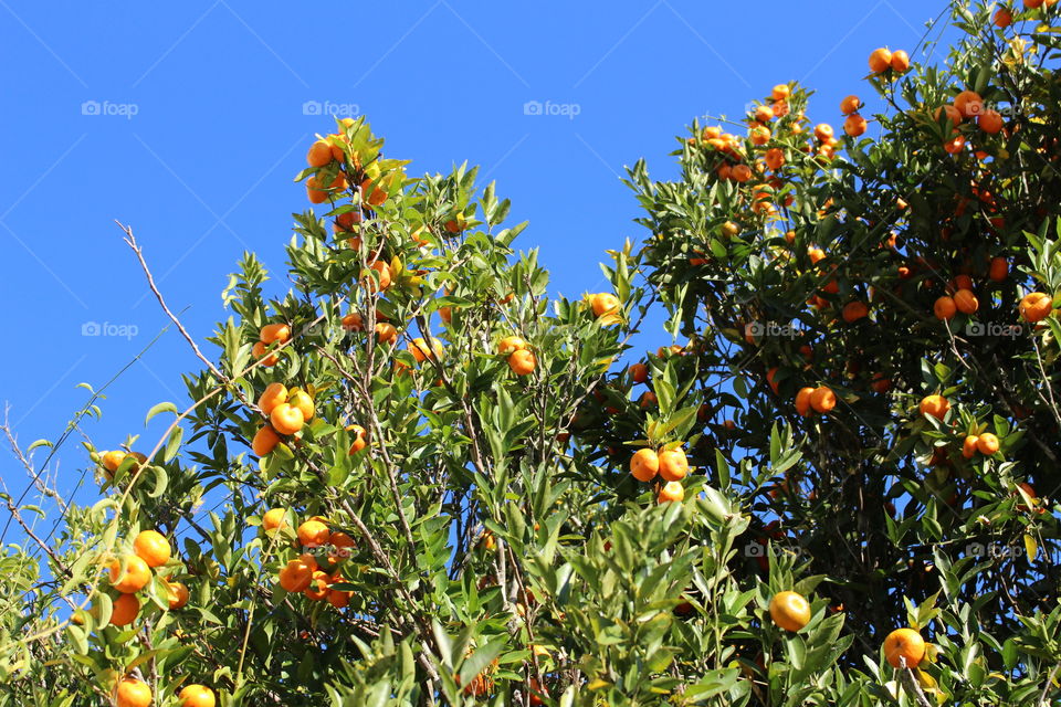 Orange tree