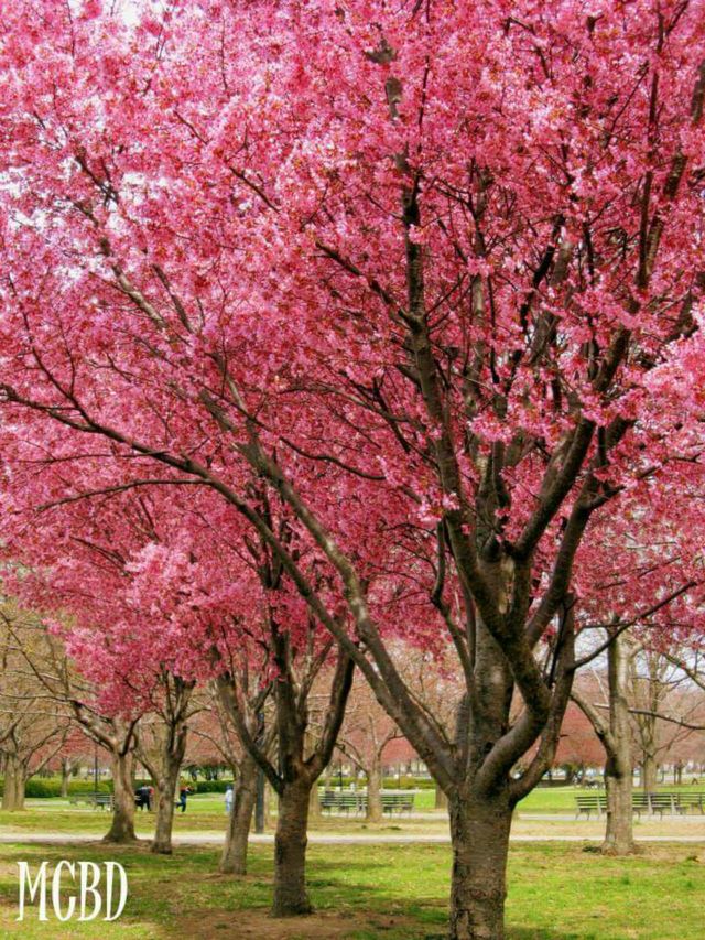 Flower Trees