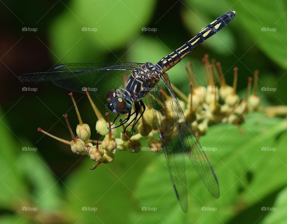 Dragonfly on flower