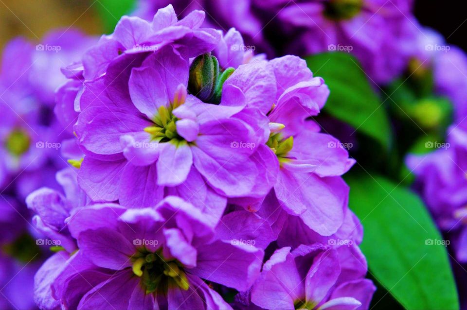 purple flower spring Greece nature