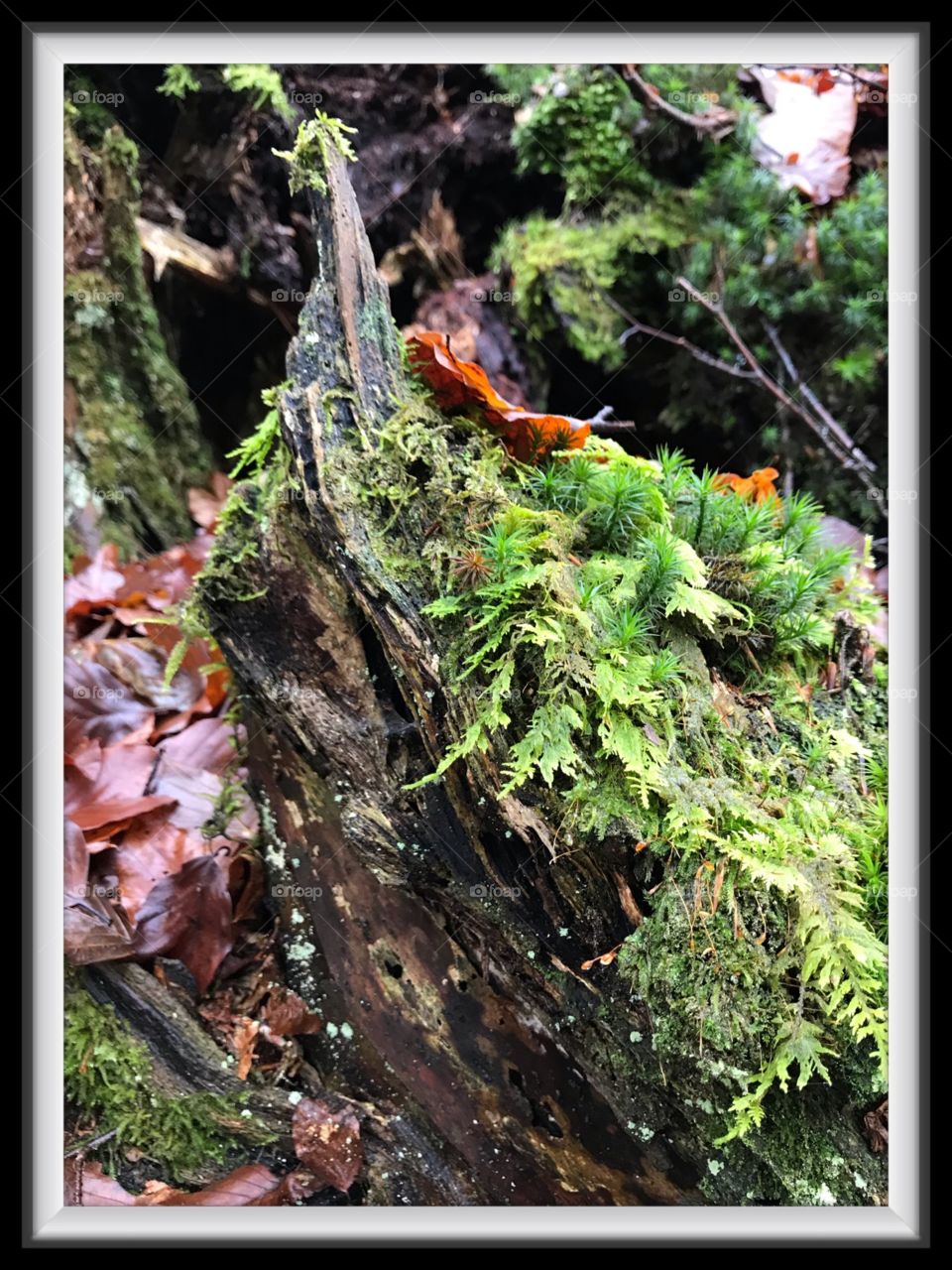 Moss etang des royes 