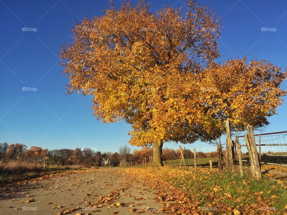 A fall tree sheds its golden leaves 