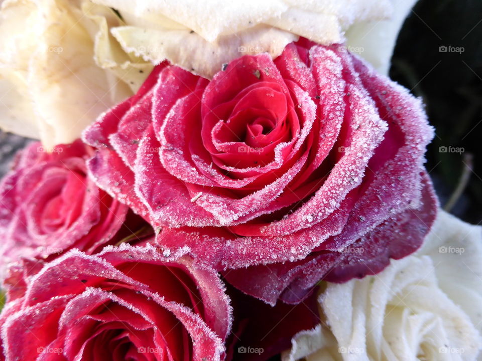 Frozen red rose