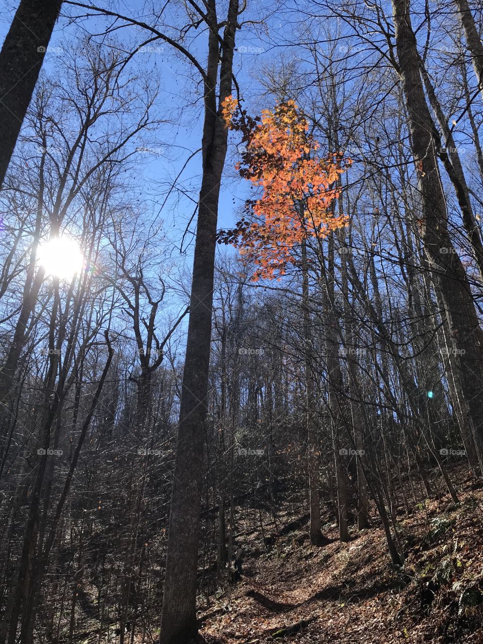 Sunlight through the trees with fall leaves