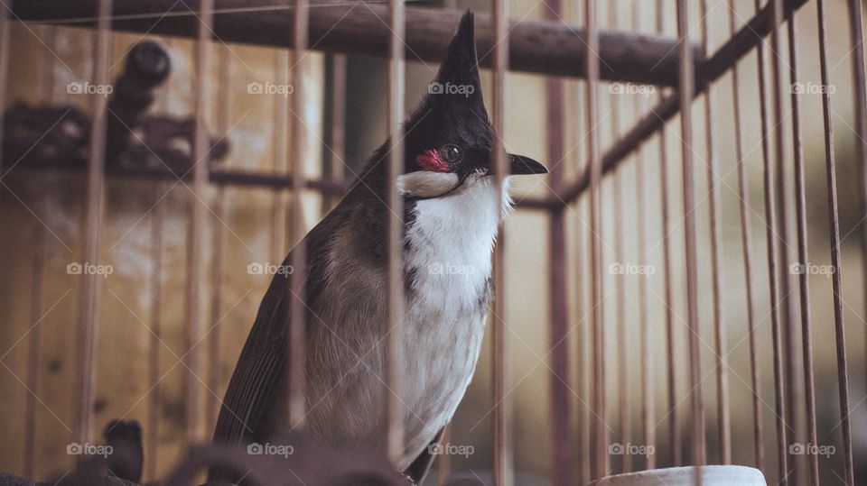 Vietnamese caged bird