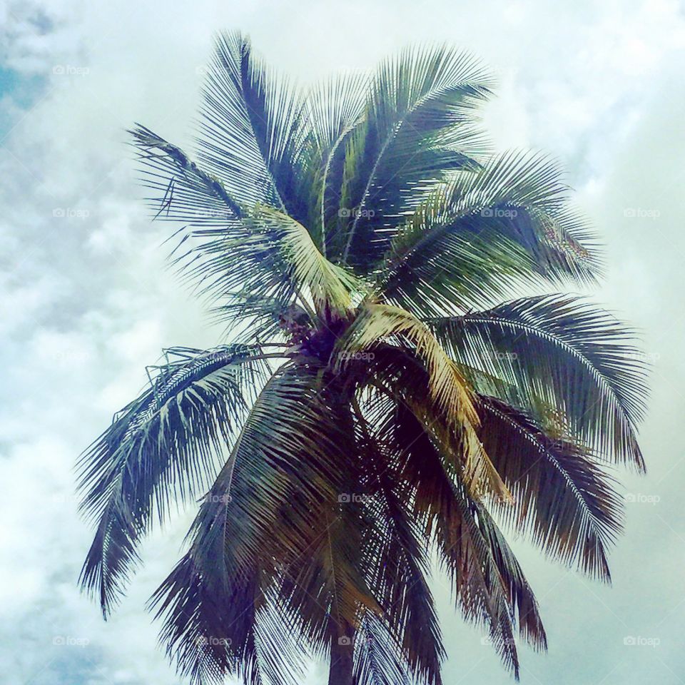 Palm tree. St. Maarten US Virgin Islands. 2015