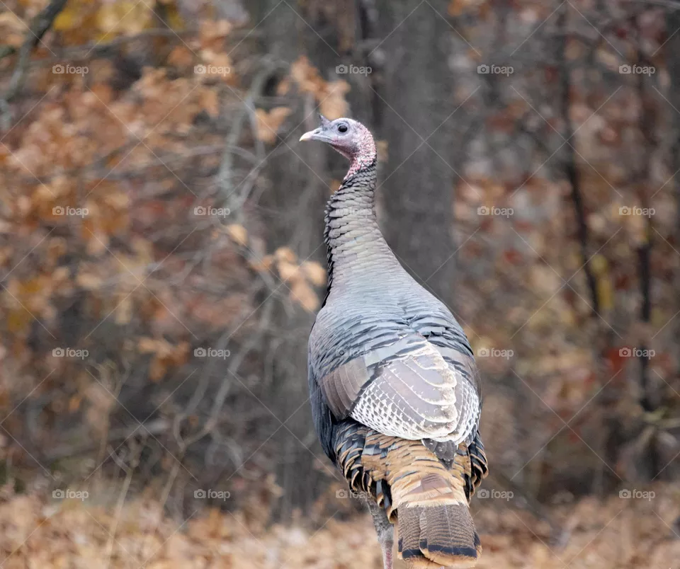 Turkey in the wild 
