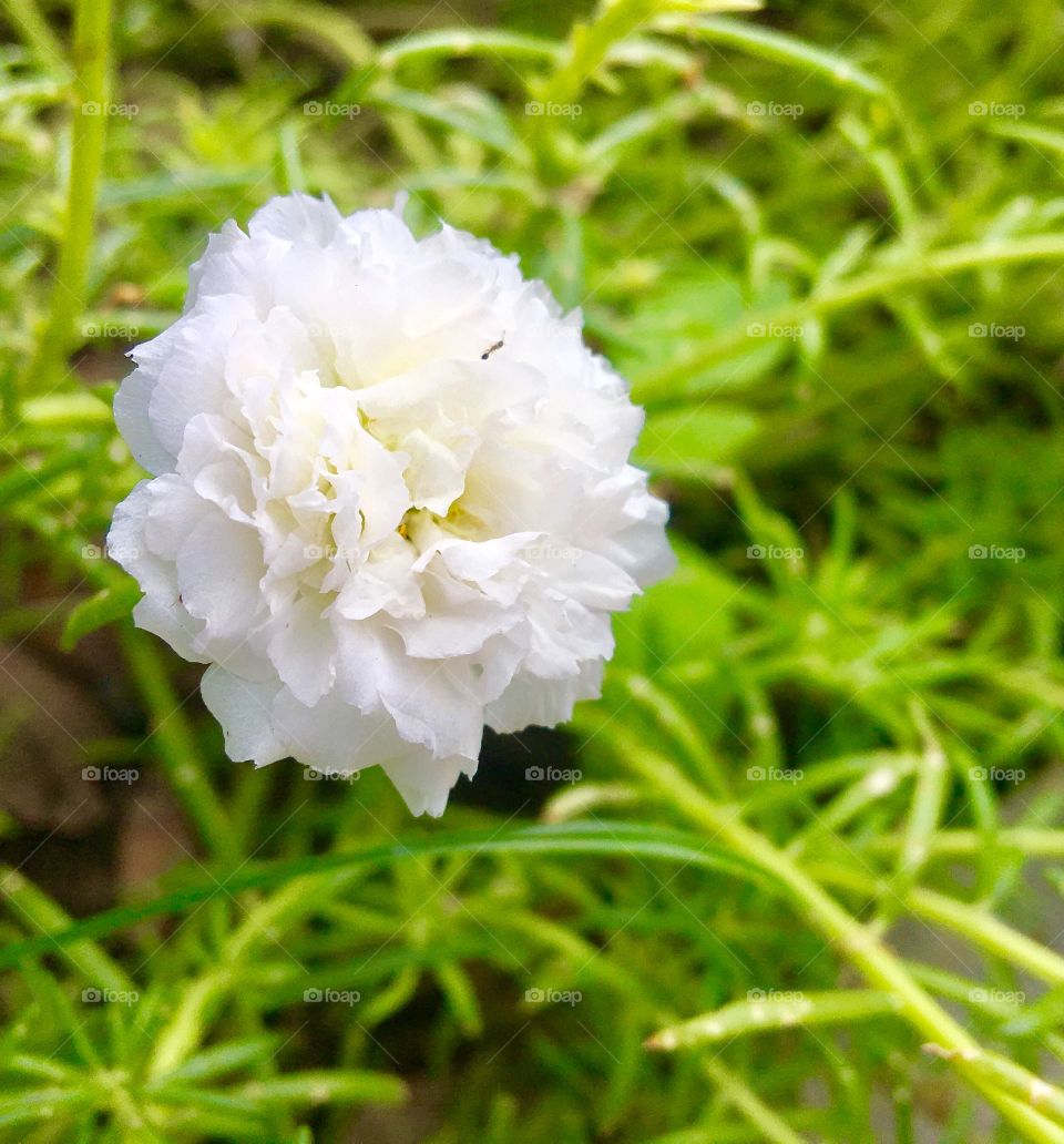 Small flower 