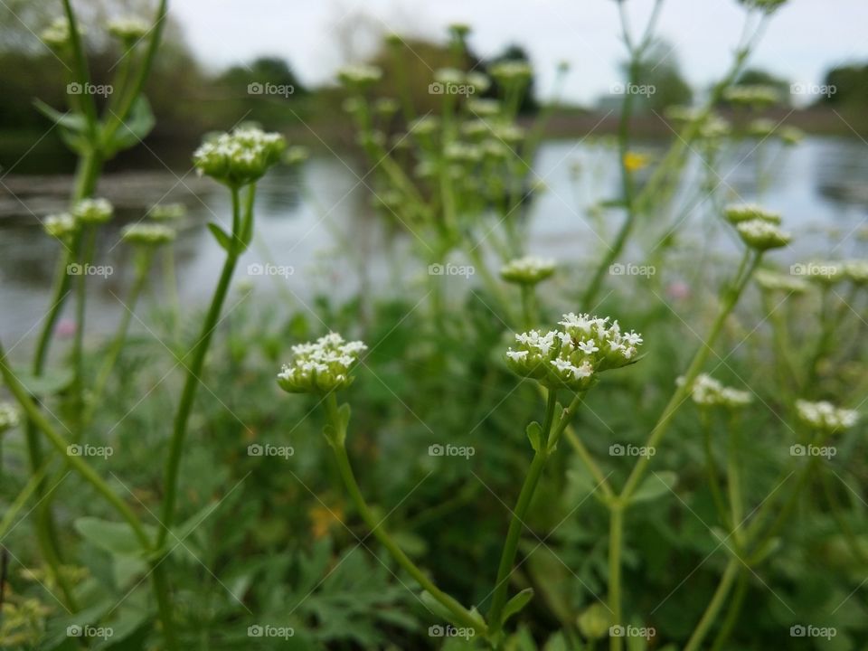 Wildflowers by Water