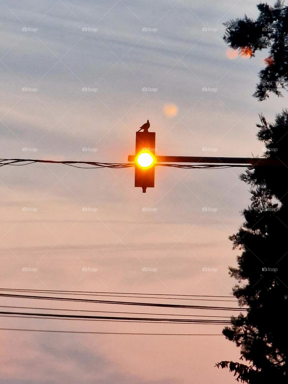 pigeon at the traffic light