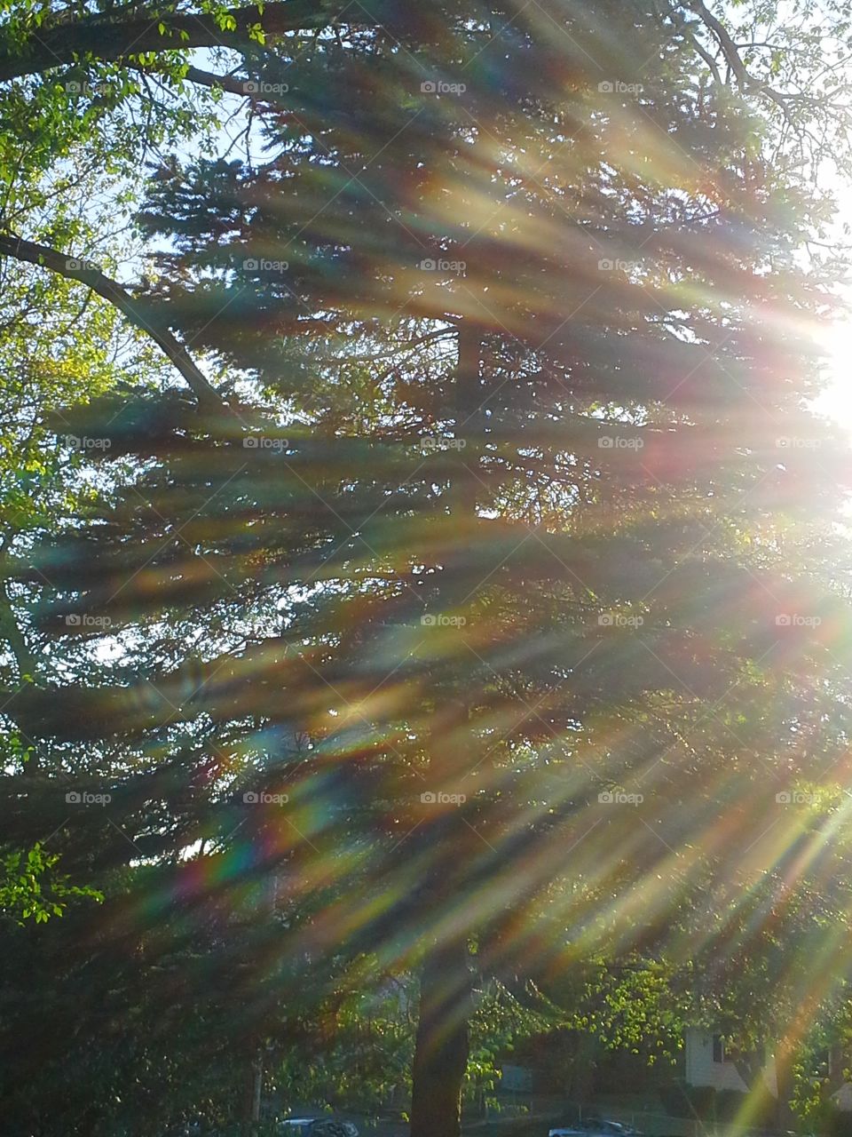 sunshine ,tree,leaves,pine tree, rainbow effect. sitting outside snapping random pictures