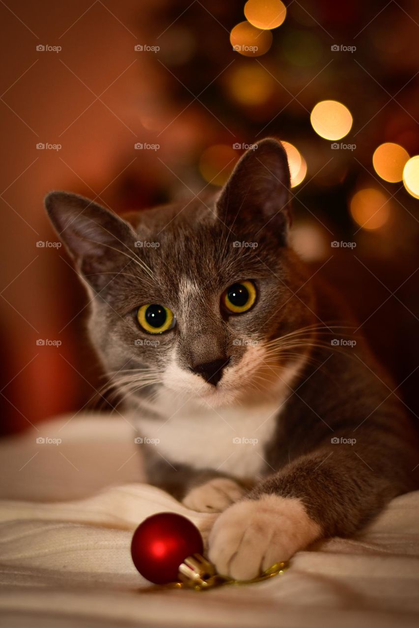 A little kitty playing whit decorations for Christmas tree