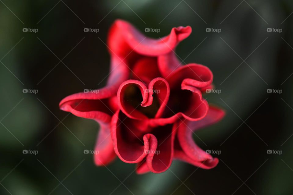 Tulip with a heart shape inside it