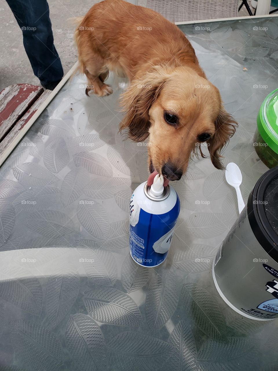 dogs need desert too