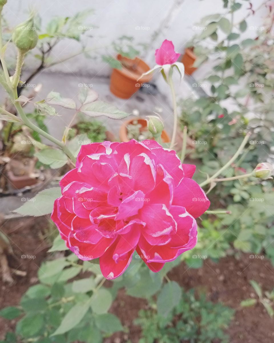 so beautiful red rose flower and small rose bud also looks so pretty it's a garden flower nice colour rose.