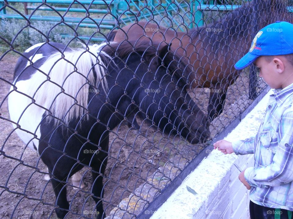 boy feeding horse at the zoo