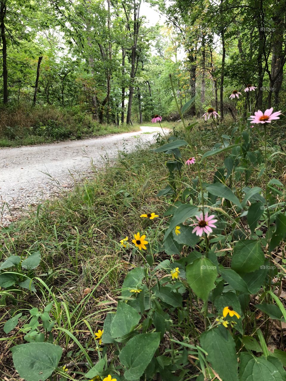 Country road