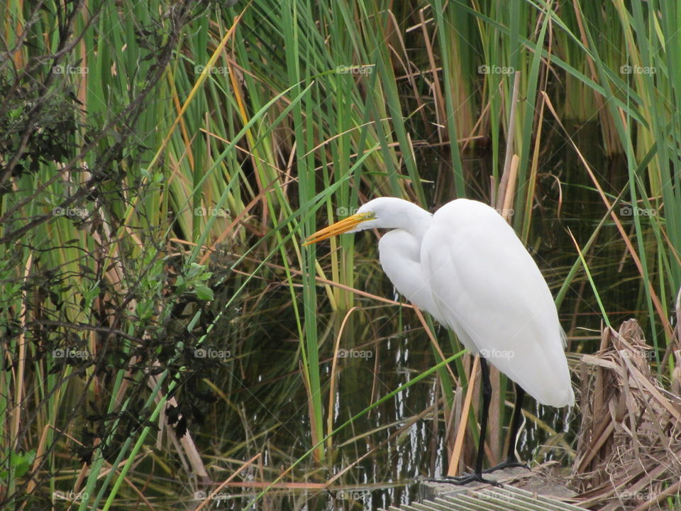 bird in marsh