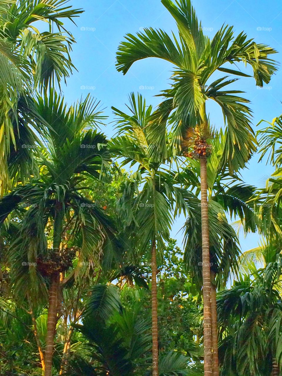Areca nut trees. Areca nut trees