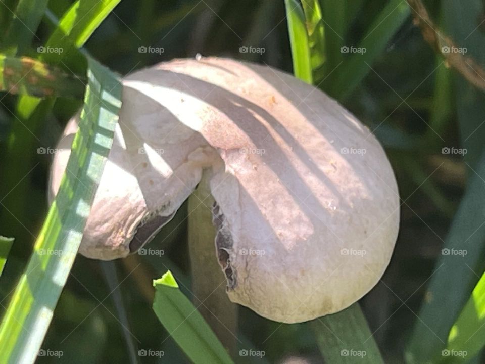 Mushrooms 