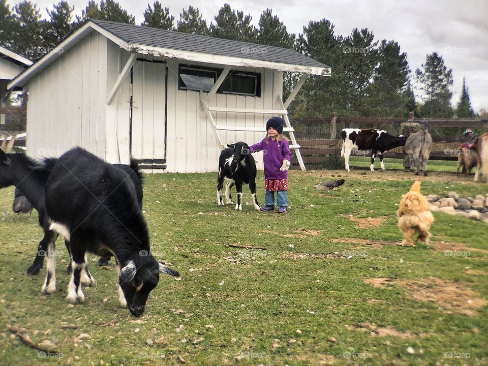 Goat and child at farm