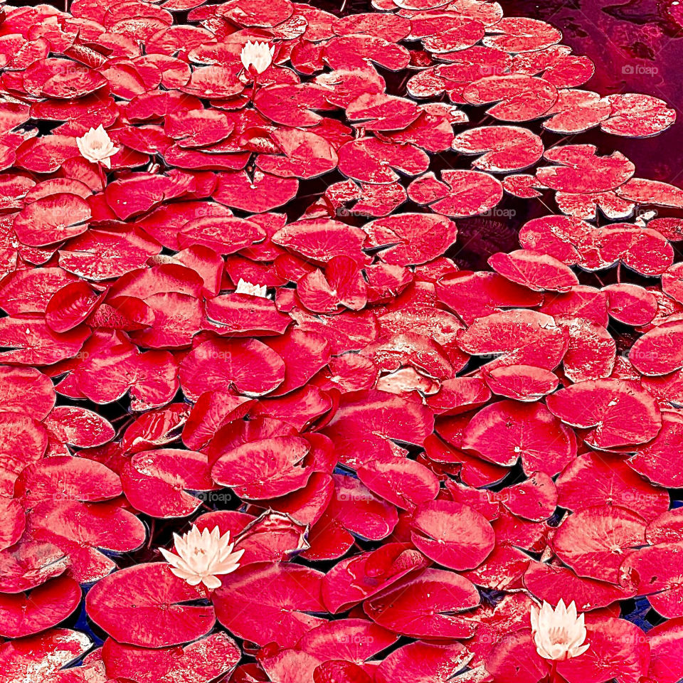 Foap Mission “Color: Red! Remarkable Lily Pad, Red, Red, Red!