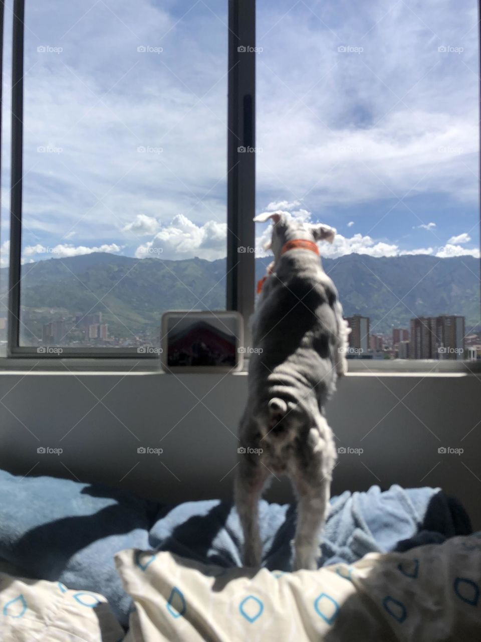 Schnauzer at the window