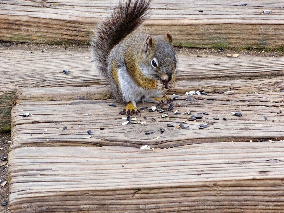 Pine Squirrel. Pine Squirrel eating seeds at Saint Elmo Colorado