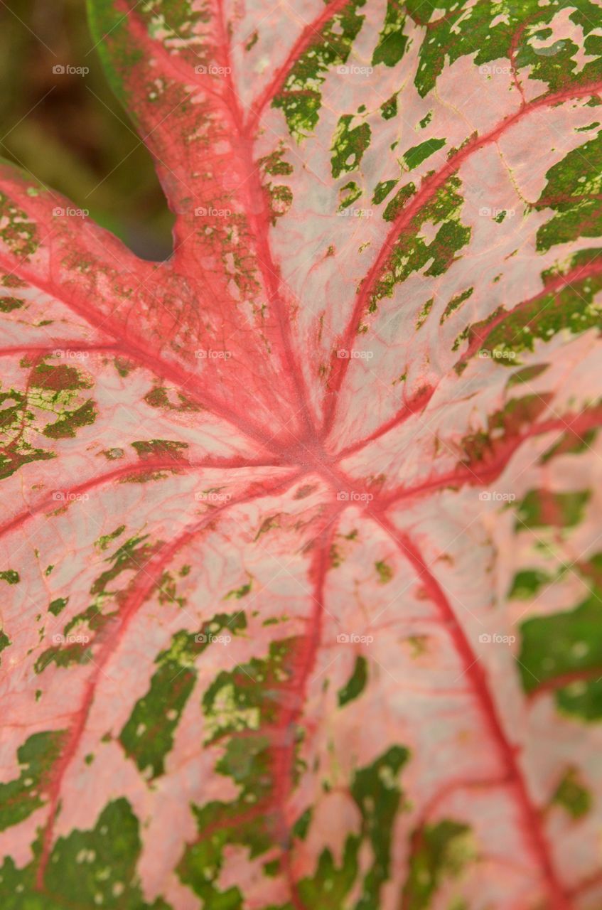 Red and green leaf. 