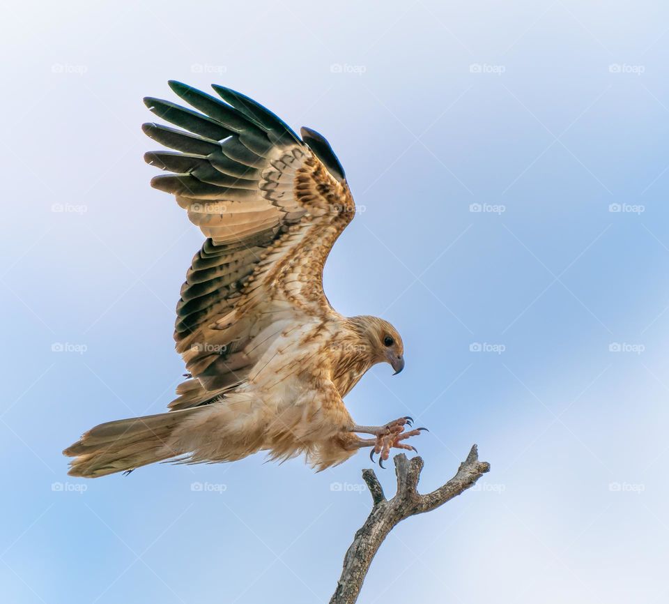 Whistling kite landing