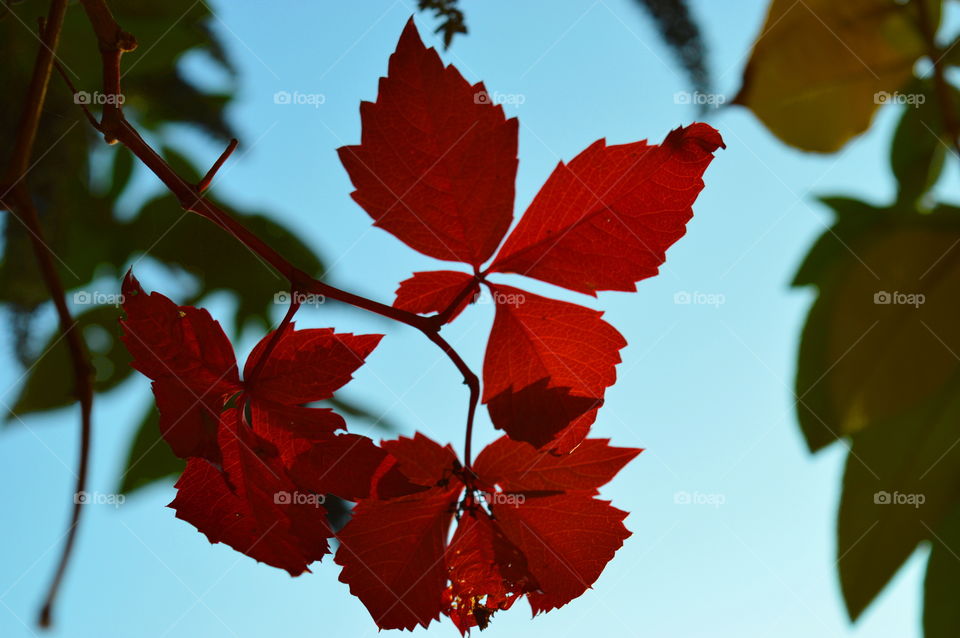 Red color story