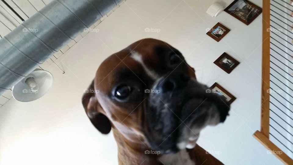 Boxer Sad face