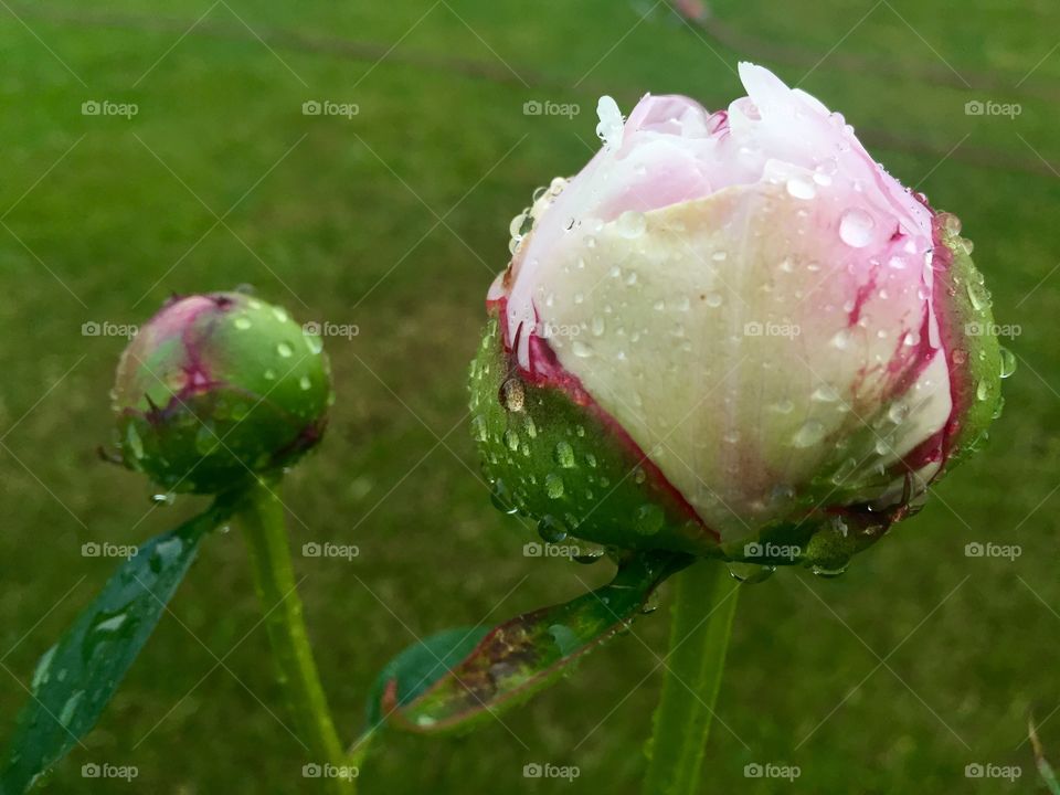 Peony in rain