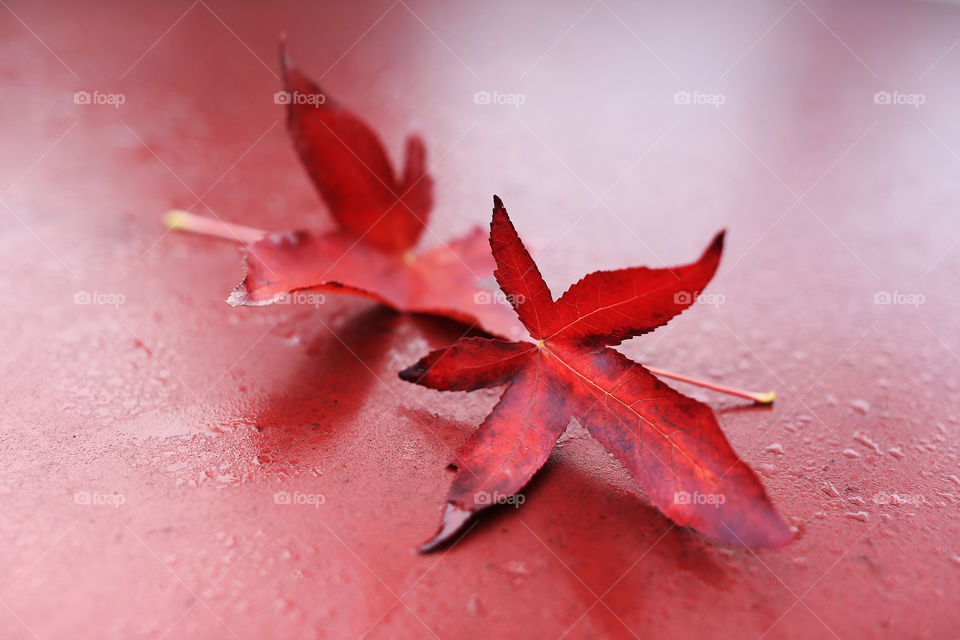 Red maple leaves