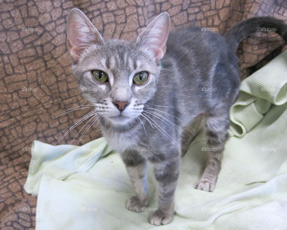 Gray tabby