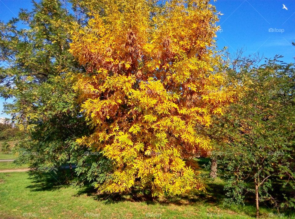 golden autumn tree золотое дерево осень