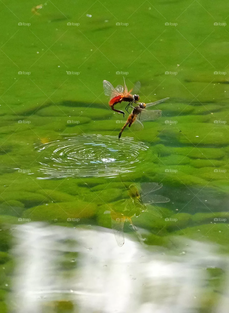 dragonfly flying