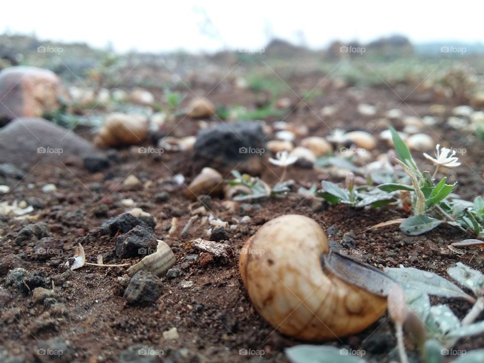 Shells 
#picoftheday #madhyapradesh #india #bhopal #rajneetiground #shells