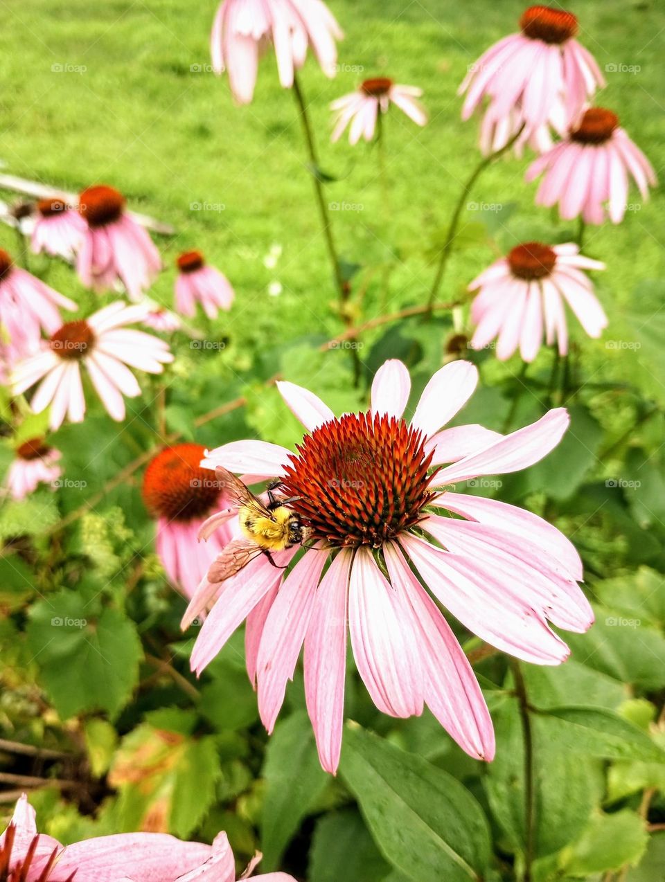 Bee-autiful Flowers