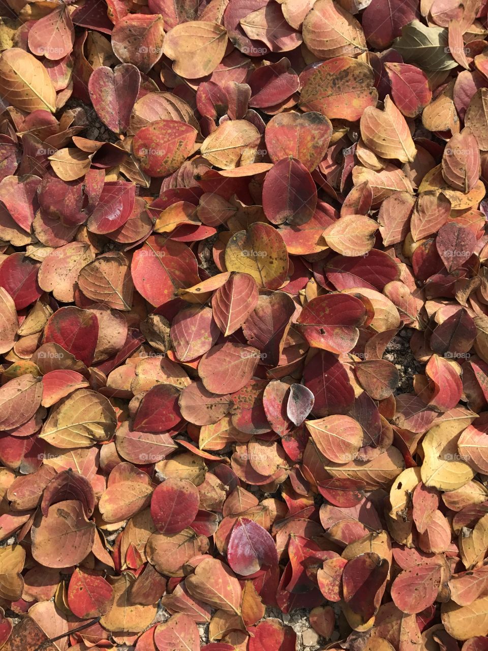 Fall leaves covering ground