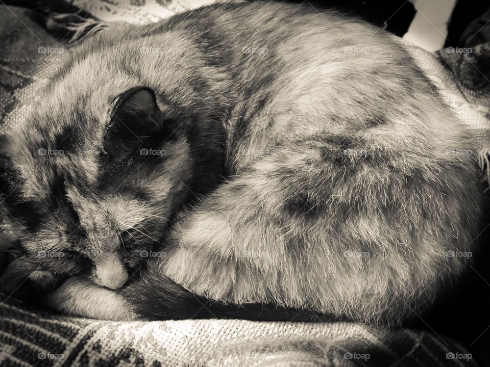 Sleeping Cat on a blanket. 
