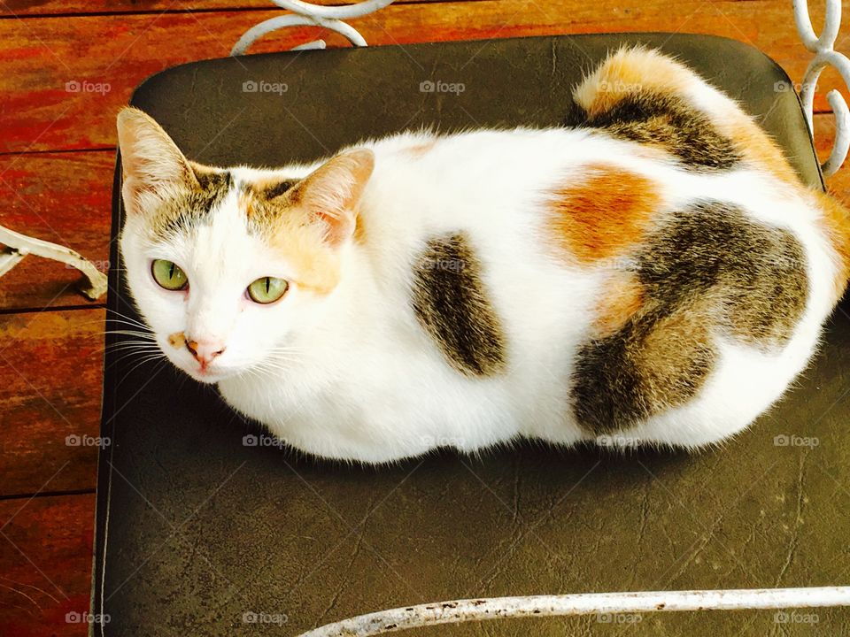 High angle view of cat