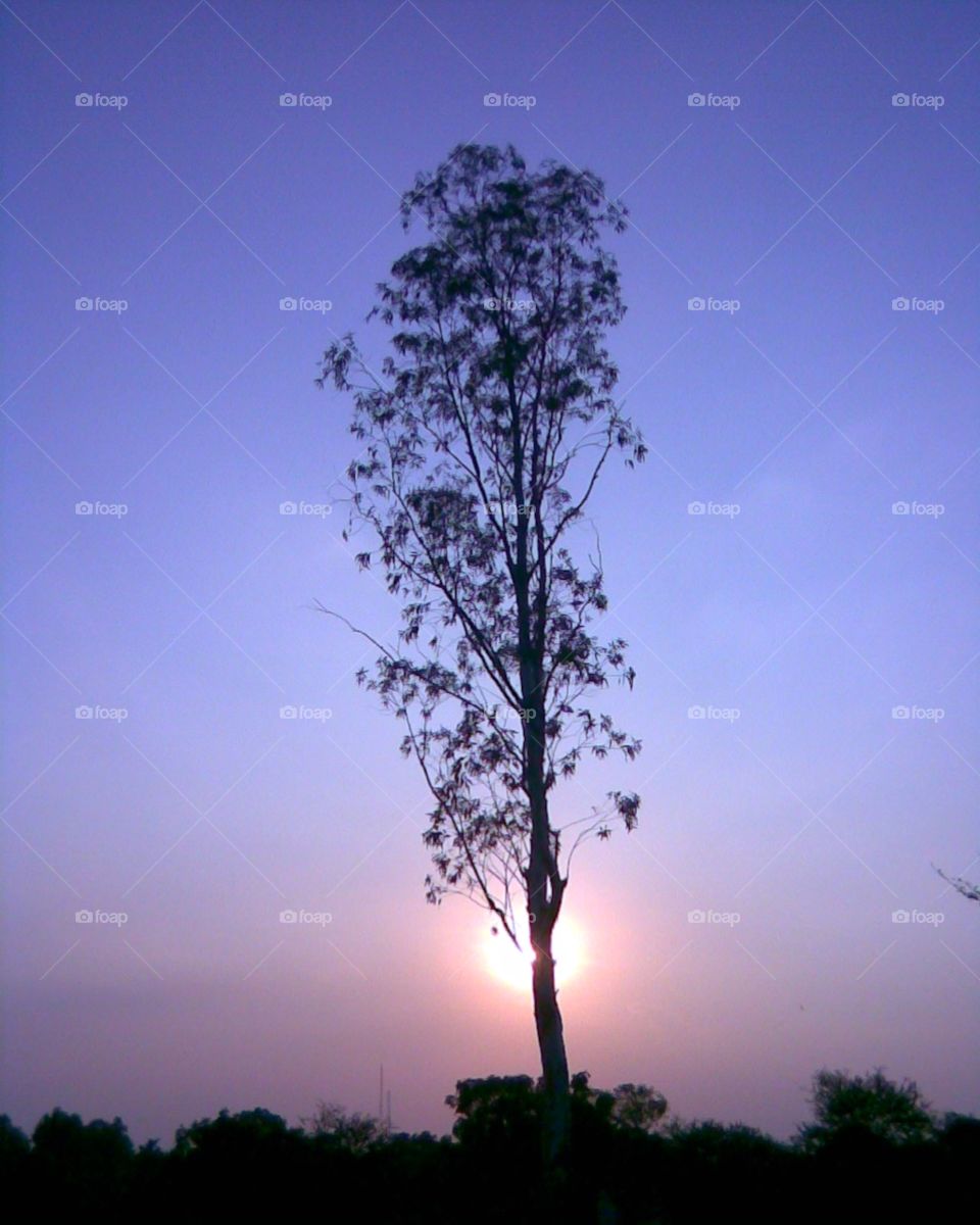 Tree sunset