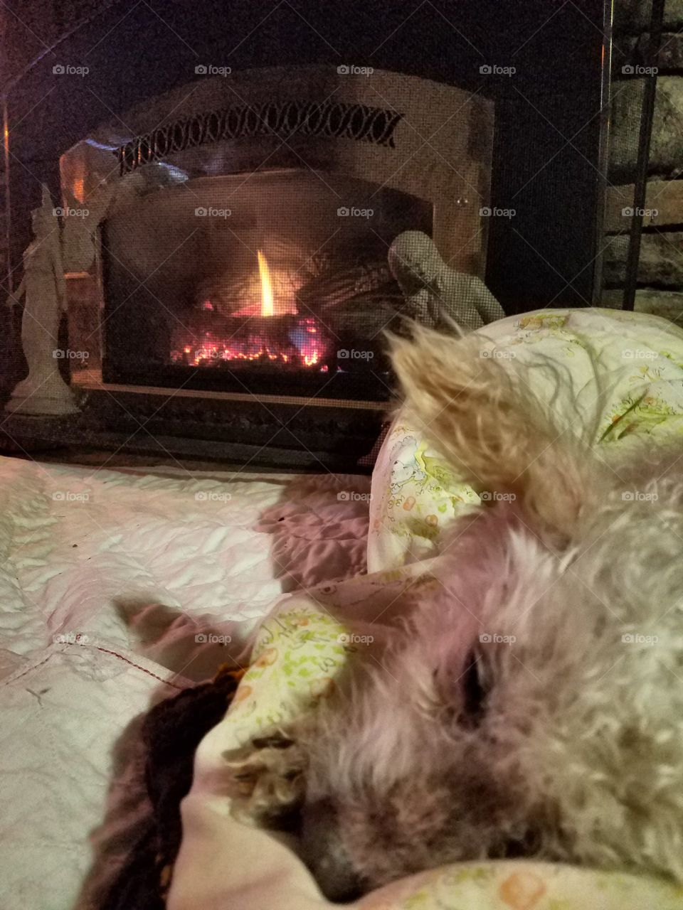 Dog sleeping in front of burning fireplace, floor level pic of poodles face.