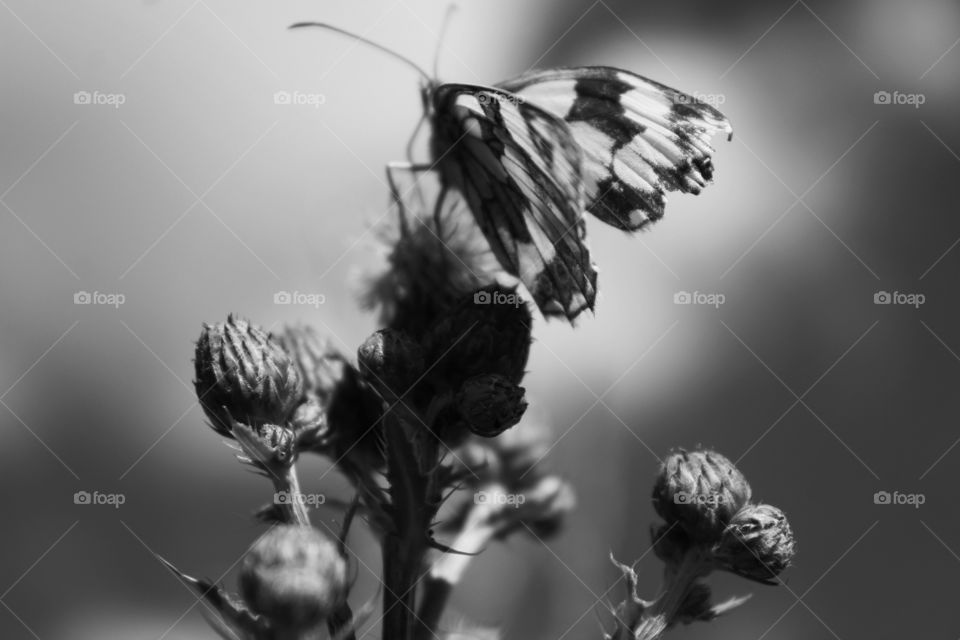 Butterfly on a flower