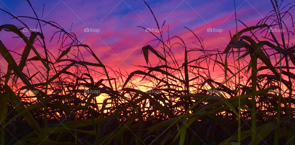 Late summer sunset on a warm evening viewed through a corn field.