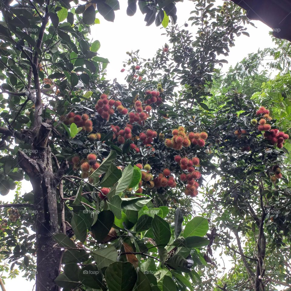 The rambutan tree bears a lot of fruit and is ready to be harvested
