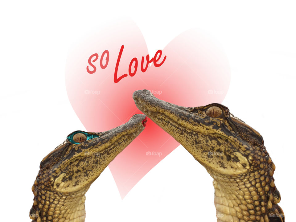 Valentines day, alligators