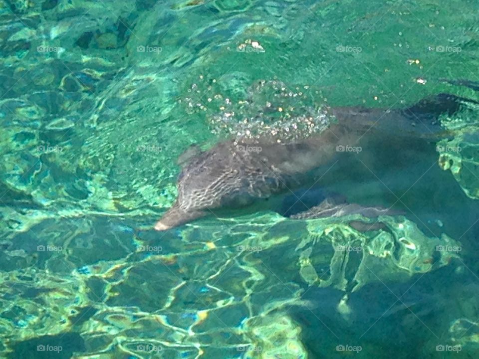 A Dolphin in the Water